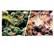 Marina Double Sided Aquarium Background, Marine Reef/Coral Scenes,  30.5 cm X 15.2 m (12" X50 ft)