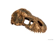 Exo Terra T Rex Skull Small