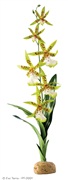 Exo Terra Rainforest Plant Spider Orchid