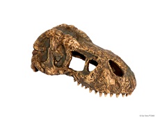 Exo Terra T Rex Skull Small