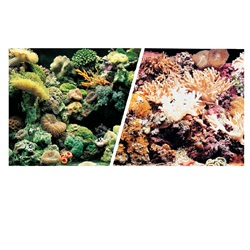 Marina Double Sided Aquarium Background, Marine Reef/Coral Scenes,  45.7 cm X15.2 m (18"  X50 ft)